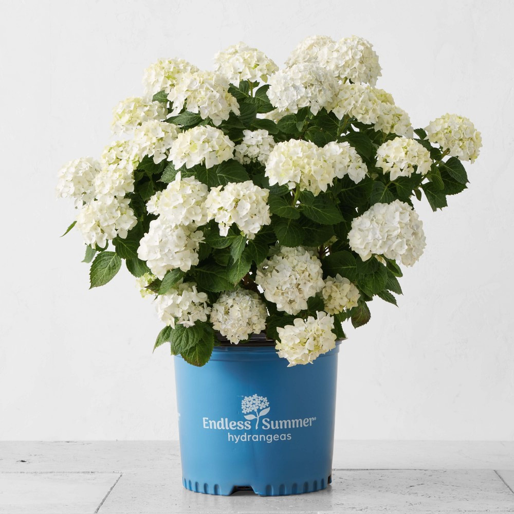 Fresh Alder &amp; Oak Hydrangea, 6" | Williams-Sonoma