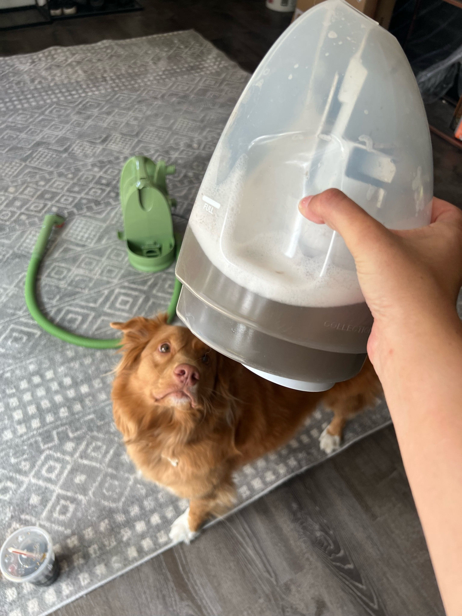 This green machine is hands down the best cleaning purchase I’ve ever made! I love it for cleaning couches, the car upholstery and rugs!

#LTKhome #LTKfindsunder100