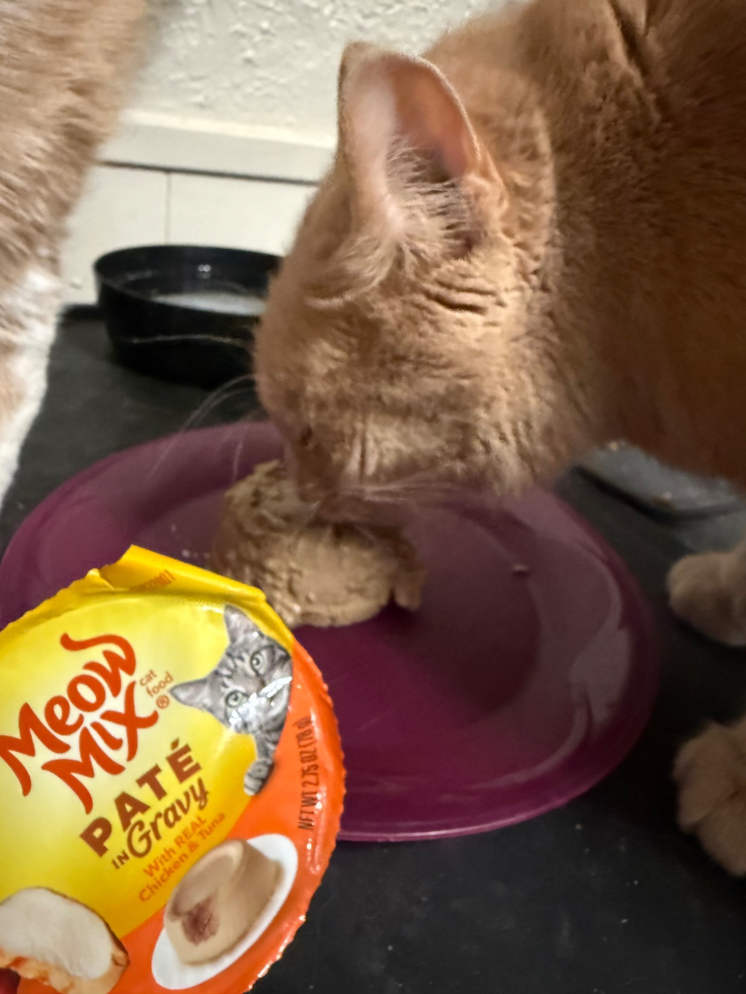 One of our elderly rescues loves these!  #pets #cats #meowmix 


#LTKPets #LTKFamily
