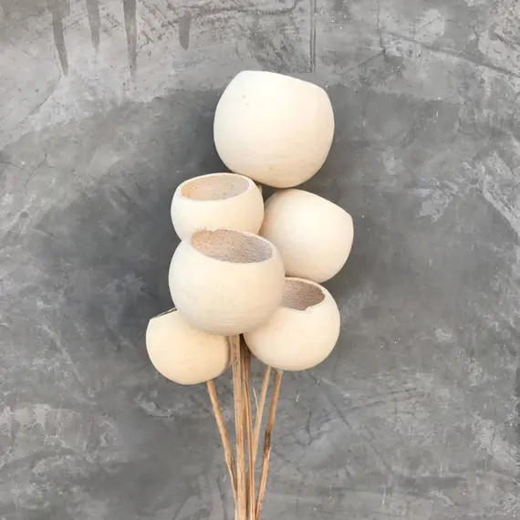 Bleached Bell Cups, Dried Flowers, Wedding Flowers - 18" Tall | Etsy (US)