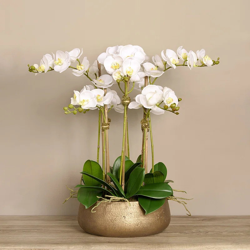 Orchid Arrangement in Vase | Wayfair North America