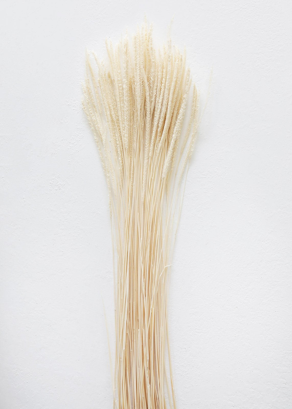 Preserved Solidago Goldenrod Flowers in Beige - 26-32" Tall | Afloral (US)