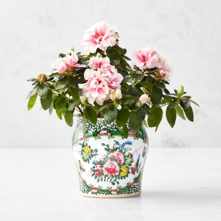 Famille Rose Planter, Mini | Williams-Sonoma