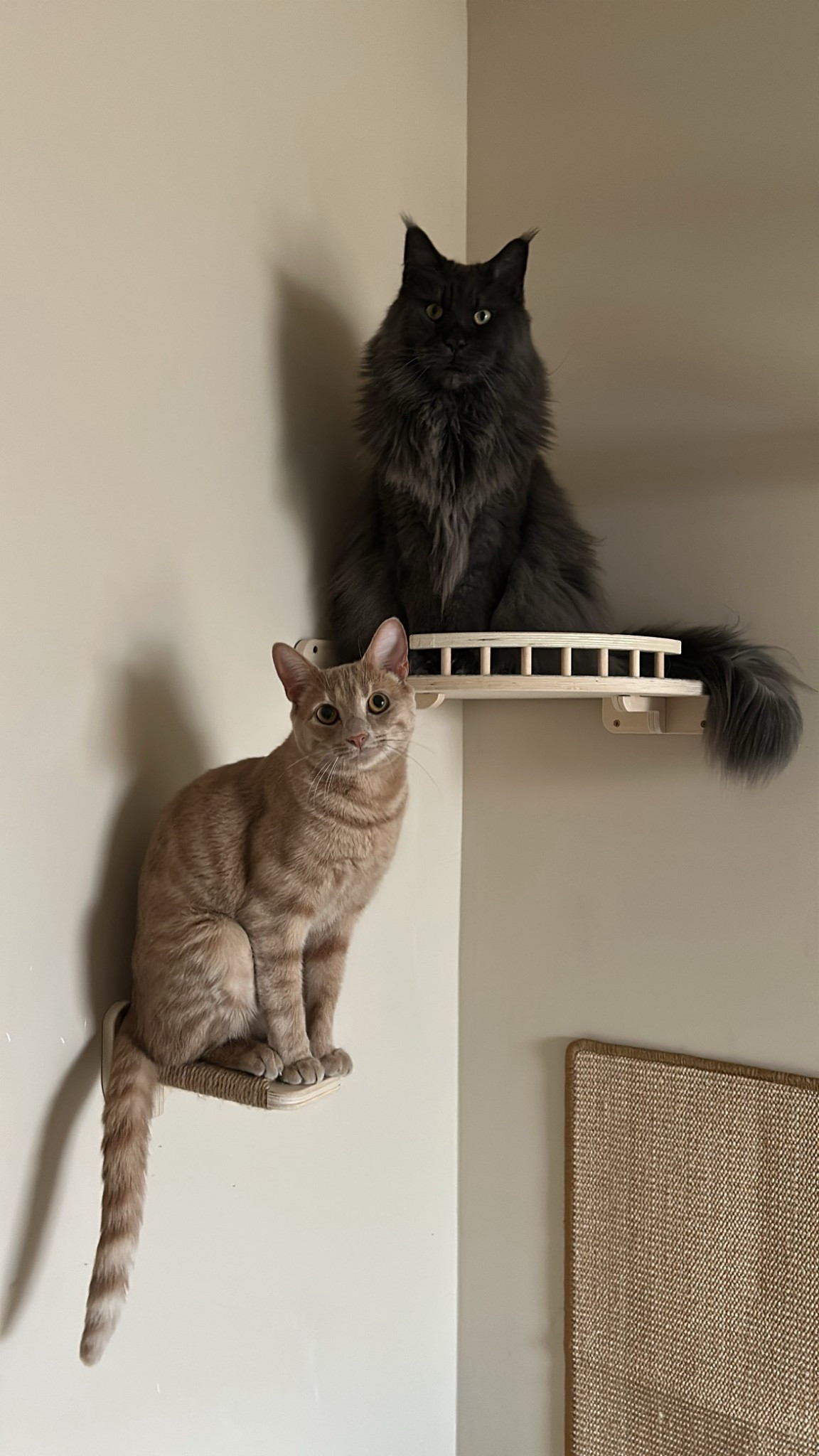Linking some similar corner cat shelves here - Medium & Large options as well as wall cat scratcher #LTKcats #LTKpets #LTKpetcare

#LTKHome