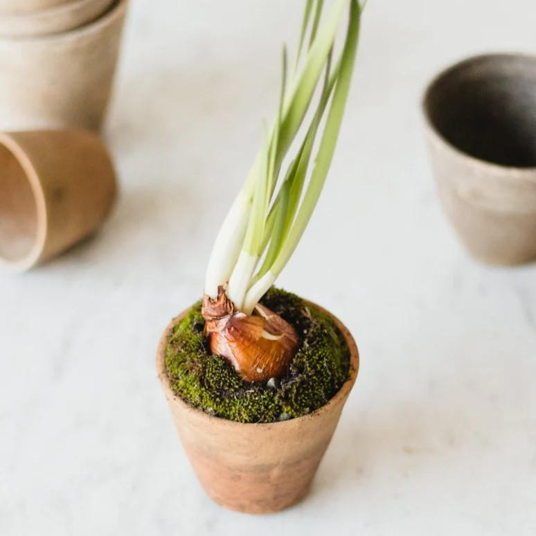 Vintage Garden Pot Set Of 4 | elsie green | décor | Elsie Green US