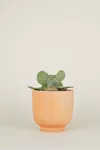 Hawkins New York Footed Terracotta Planter | Urban Outfitters (US and RoW)