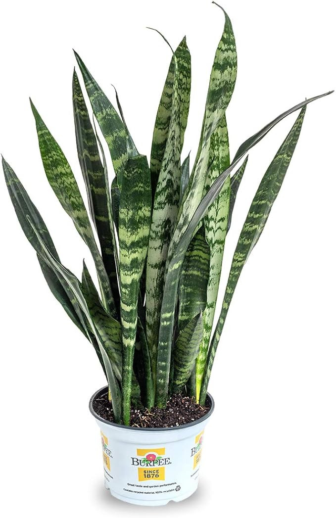 Burpee 'Black Coral' Snake Sansevieria trificiata | Indirect Medium Light | Live Easy Care Indoor... | Amazon (US)