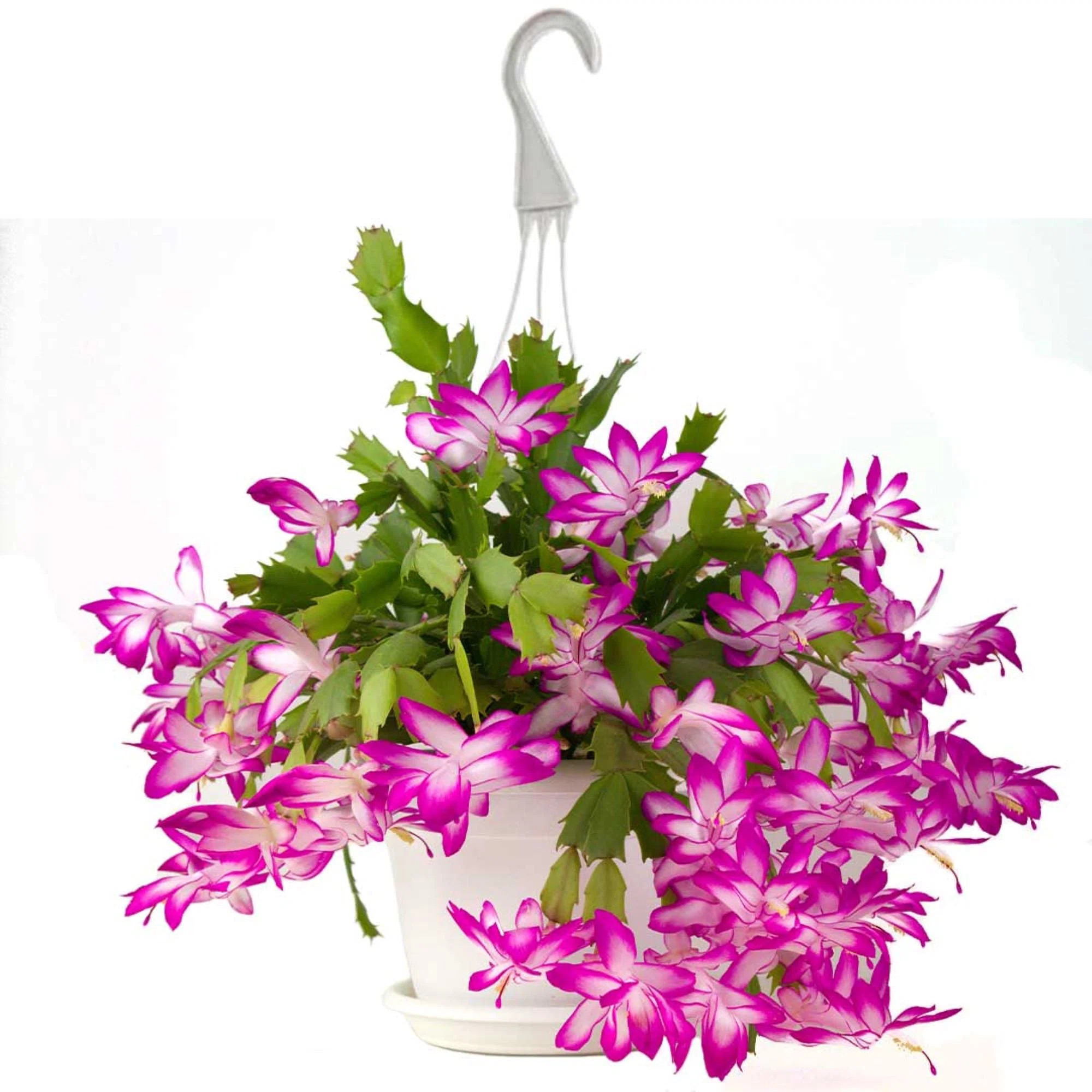 American Plant Exchange Bundles American Plant Exchange Live Flowering Christmas Cactus Plant, 8-... | Wayfair North America