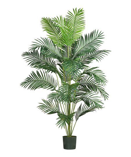 Green Paradise Palm Potted Arrangement | Zulily
