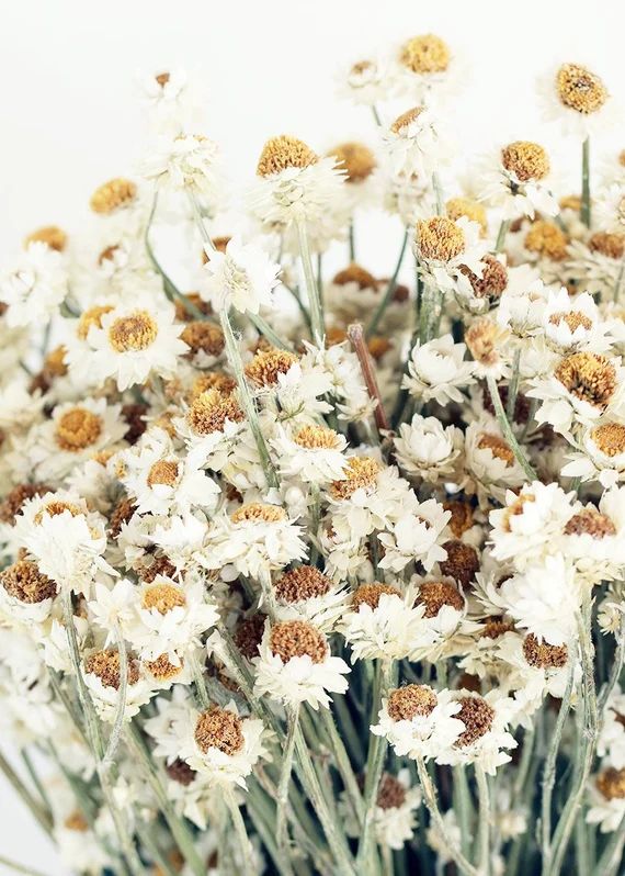 Dried Ammobium Flowers | Etsy (US)