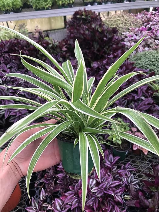 Variegated Spider Plant - Extra-Large - Air-Purifying, Low Maintenance, Thrives in Home & Office ... | Amazon (US)