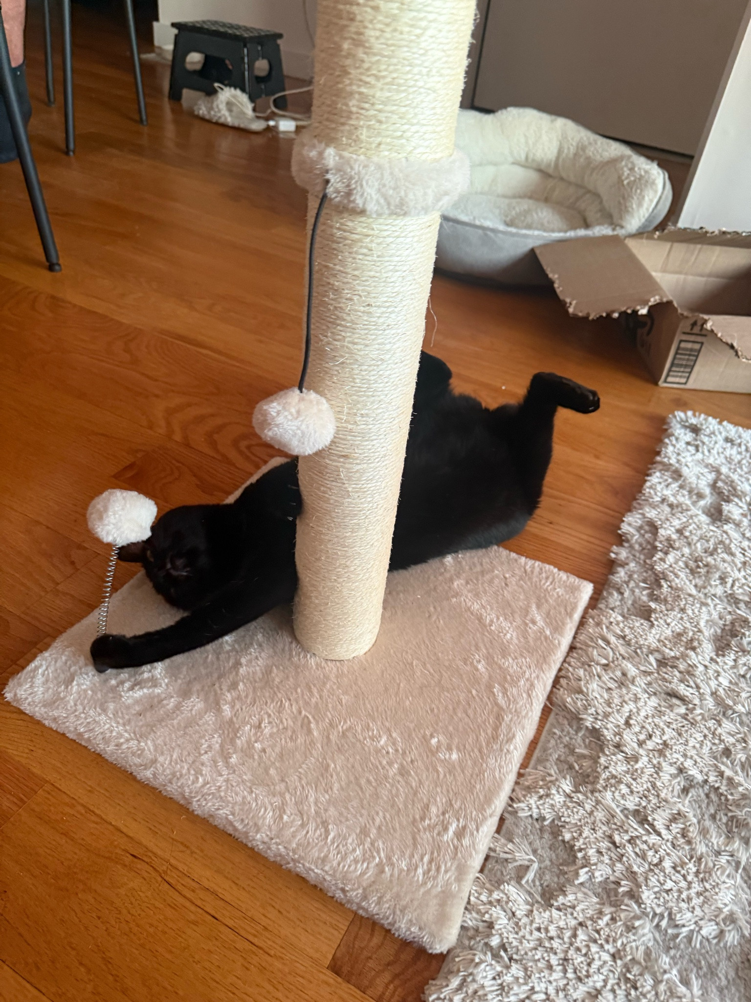 Linked her favorite cat tree and pet finds in my LTK.🐈‍⬛ #ltkpets #pettoy #cats

#LTKdayinmylife #LTKHome #LTKootd