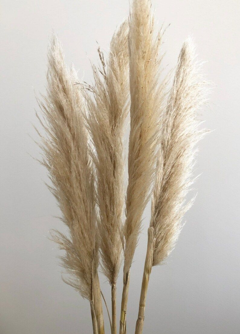 8 Large Dried Pampas Grass 3ft | Dried Flowers For Interior Decoration | Wedding Floral Decoratio... | Etsy (US)