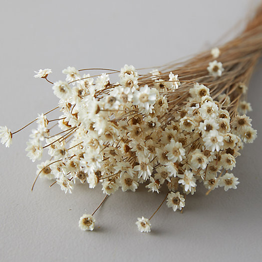 Preserved Glixia Bunch | Terrain