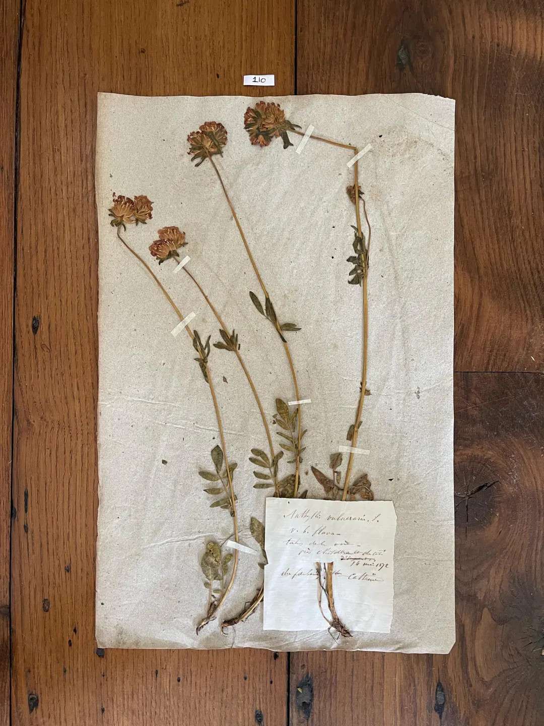 Antique Victorian French HERBARIUM Page, Vintage Real Pressed Plants, Botanical Specimen, Retro F... | Etsy (US)