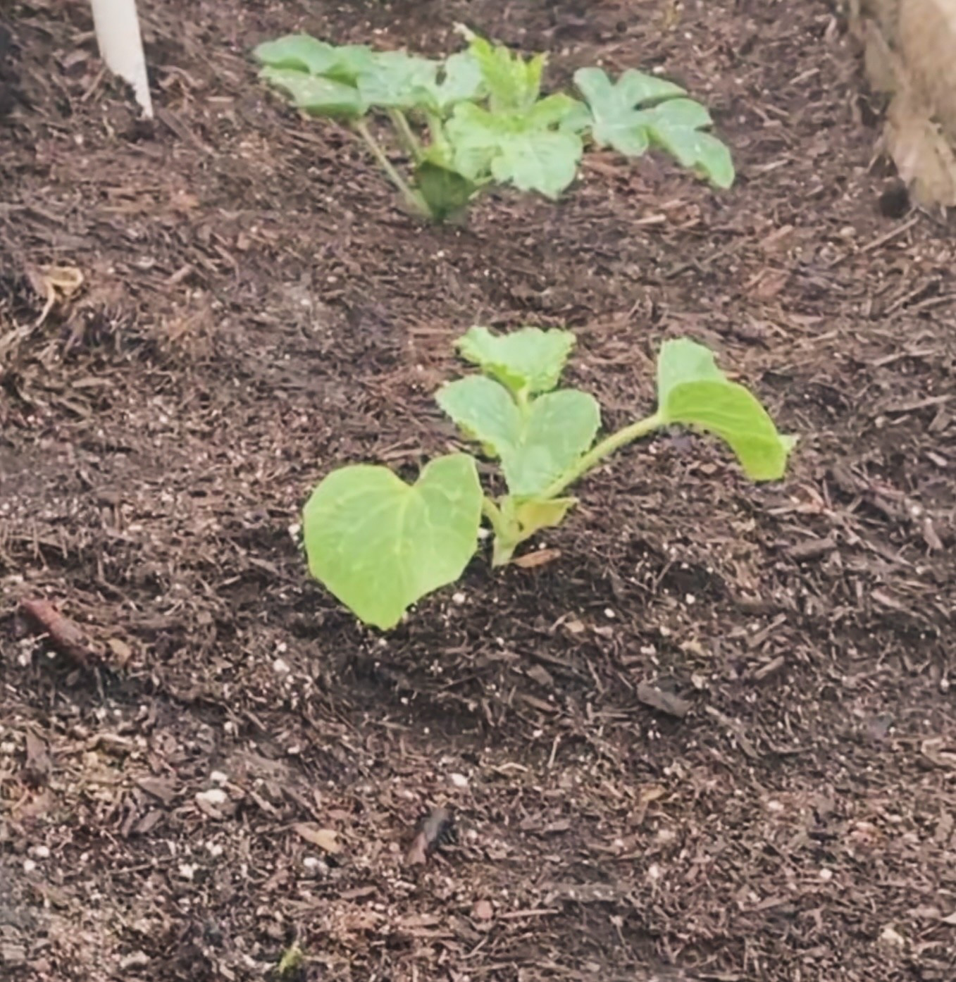🌱 We’ve officially added Bonnie Plants’ Cantaloupe – Hales Best Jumbo and Sugar Baby Watermelon to our garden lineup this season — and we’re excited to see how they grow! These baby plants are thriving so far, and we can’t wait to enjoy sweet, homegrown fruit in just a few months. 🍈🍉

Thank you @Influenster and @bonnieplants for the complimentary starter plants — it’s been such a fun and rewarding addition to our backyard gardening journey. We’re all about that fresh-picked flavor! 💚

@influenster #complimentary @bonnieplants #Gardening #bonnieplants