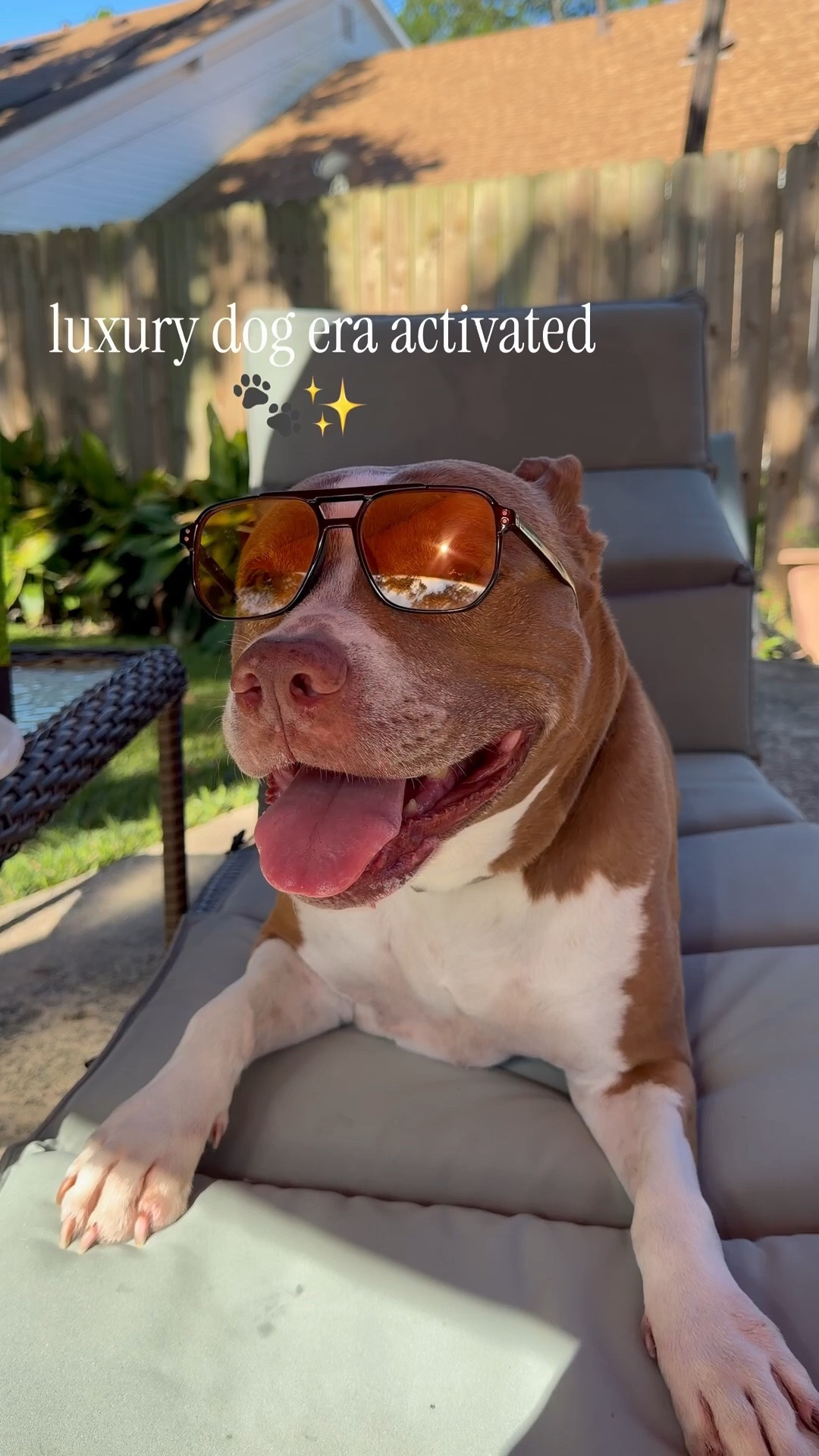 living her best luxury dog life 🐾🕶️✨ thanks to @redbarninc
#ad