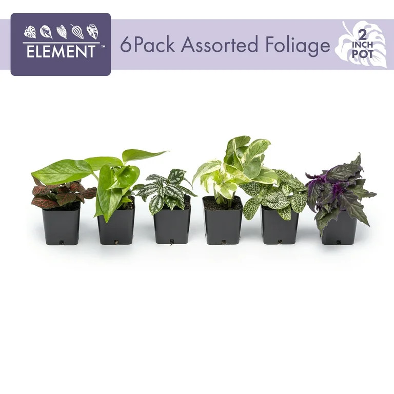 ELEMENT BY ALTMAN PLANTS Easy to Grow Houseplants (6 Pack), Live House Plants, Growers Choice Pla... | Walmart (US)