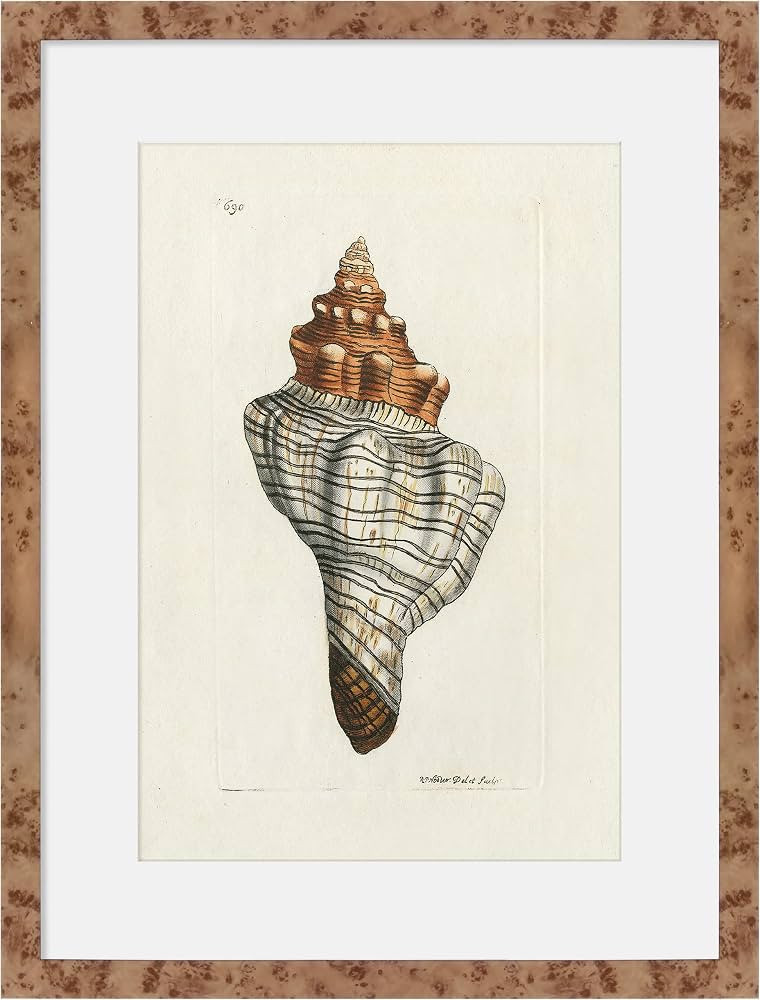 Martha Stewart Lily Pond Paper Wall Art, Shell Study: Spiral Shell, 24.5" x 18.5", Living Room an... | Amazon (US)