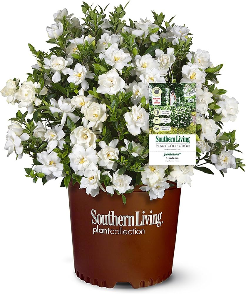 Southern Living Jublilation Gardenia, 2 Gal, Fragrant White Flowers | Amazon (US)