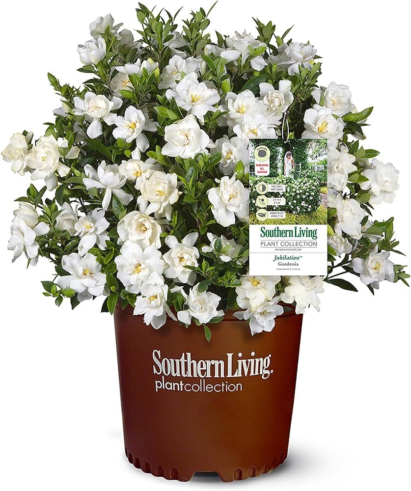 Southern Living Jublilation Gardenia, 2 Gal, Fragrant White Flowers | Amazon (US)
