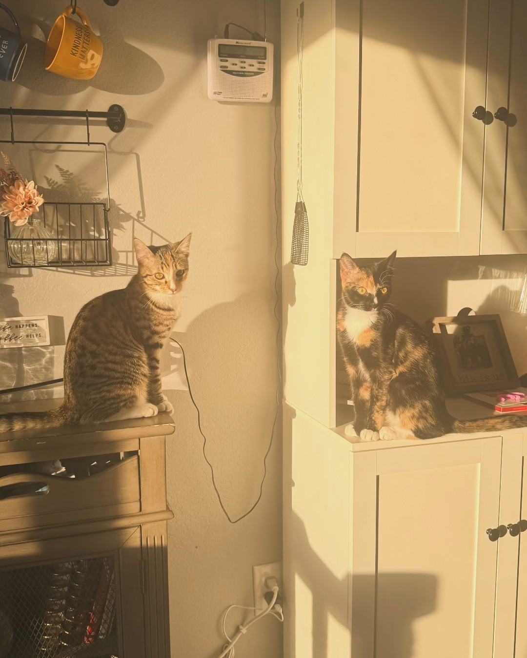 Golden hour vibes ✨ Our favorite routine: coffee for me, sunlight for them. ☕️🌞



#LTKHome #LTKdayinmylife #LTKmomlife