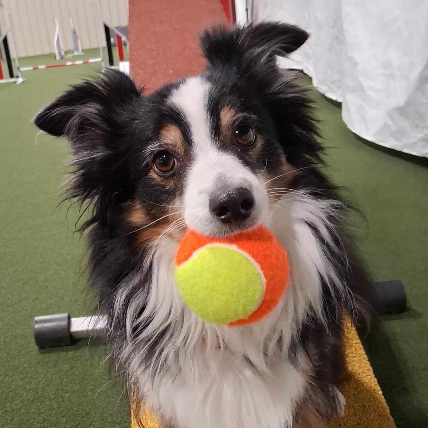 Magicorange Tennis Balls, 12 Pack Low Compression Stage Tennis Ball for Beginners Youth Kids Trai... | Amazon (US)