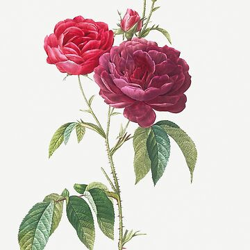 Purple French Rose - by Pierre-Joseph Redouté. Pillow | Redbubble (US)