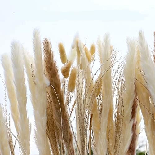 Amazon.com: Total 100 Pcs,Natural Dried Pampas Grass Flowers,25Pcs White Pampas & 25Pcs Brown Pam... | Amazon (US)