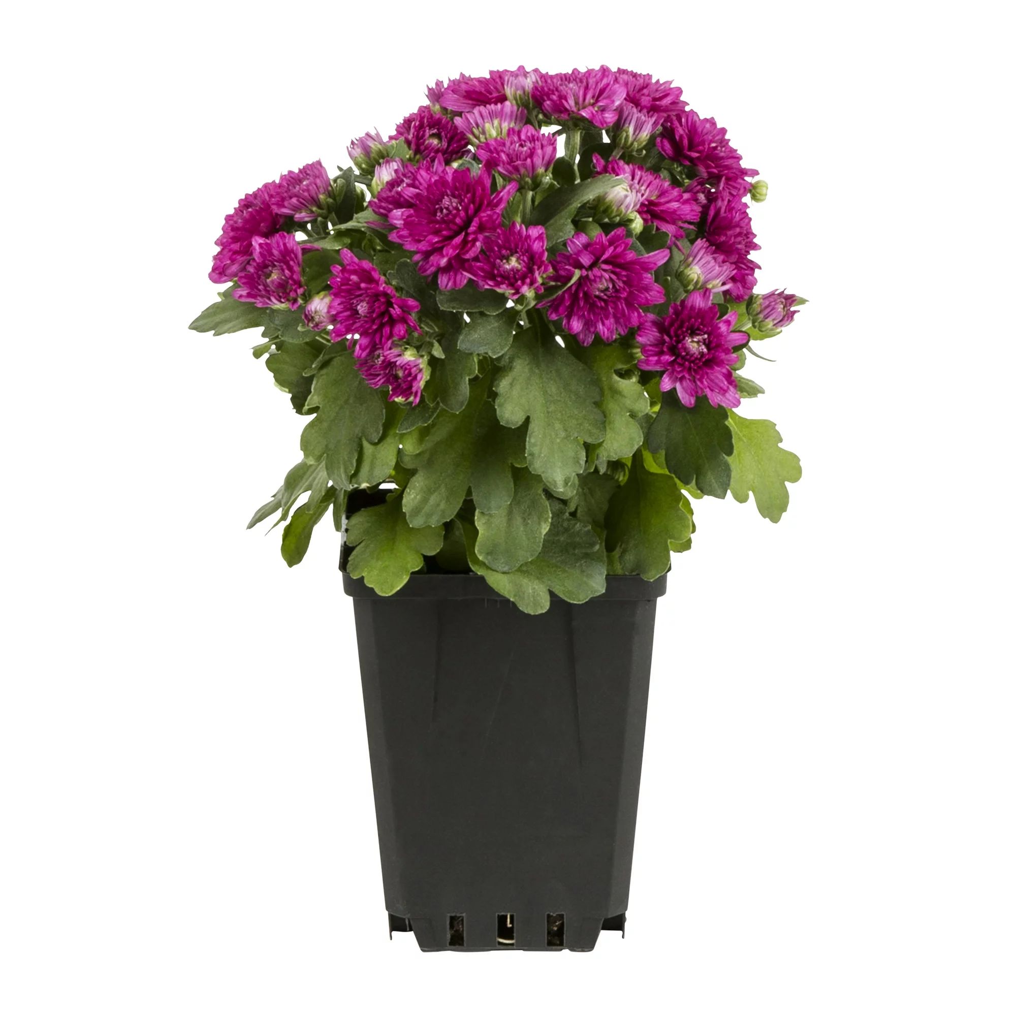 Expert Gardener PT Purple Mum Live Plant Grower Pot Full Sun | Walmart (US)