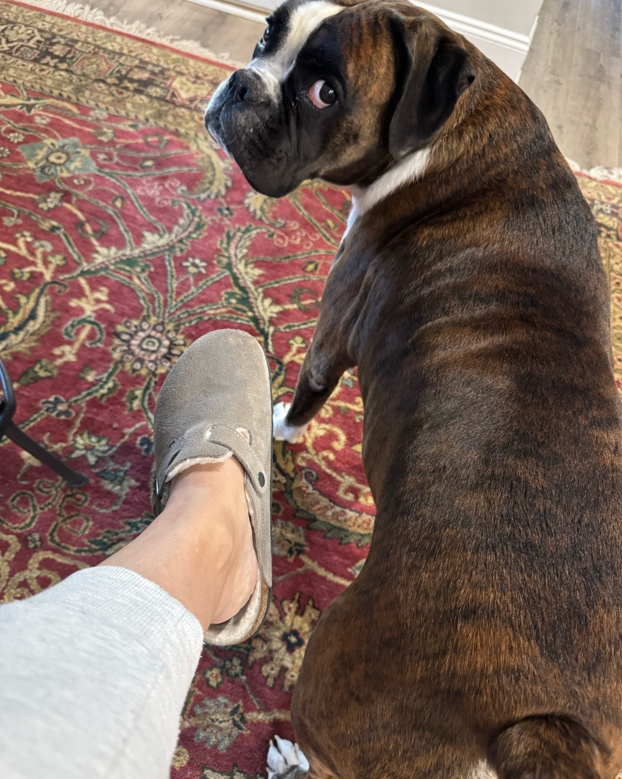 Its Birkenstock clog season 

Clogs, womens winter shoes, womens Birkenstocks, sherpa lined shoes, cozy shoes, trending shoes, women’s clogs  #LTKshoes #LTKwinter #LTKmom

#LTKShoeCrush #LTKGiftGuide #LTKOver40