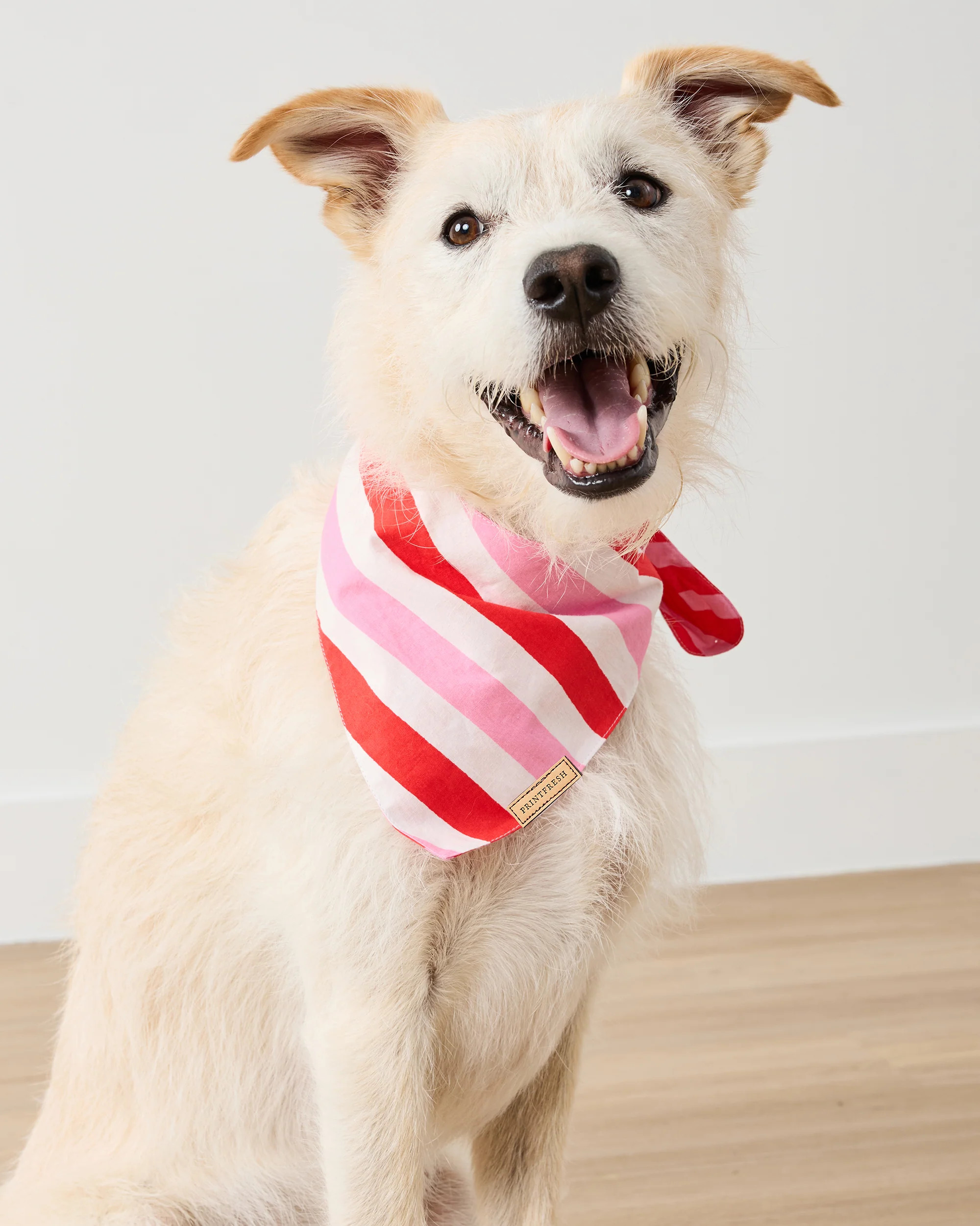 Gift Wrapping - Pet Bandana - Peppermint Swirl | Printfresh
