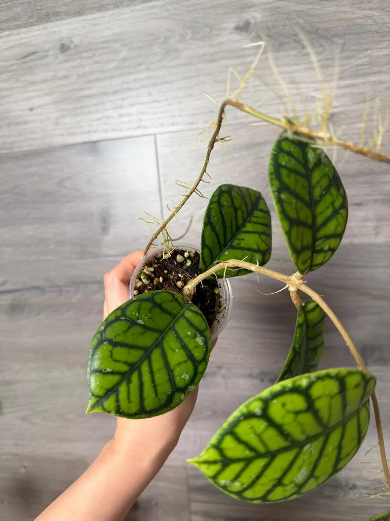US Seller- Hoya Chibi Fully rooted | Etsy (Global)