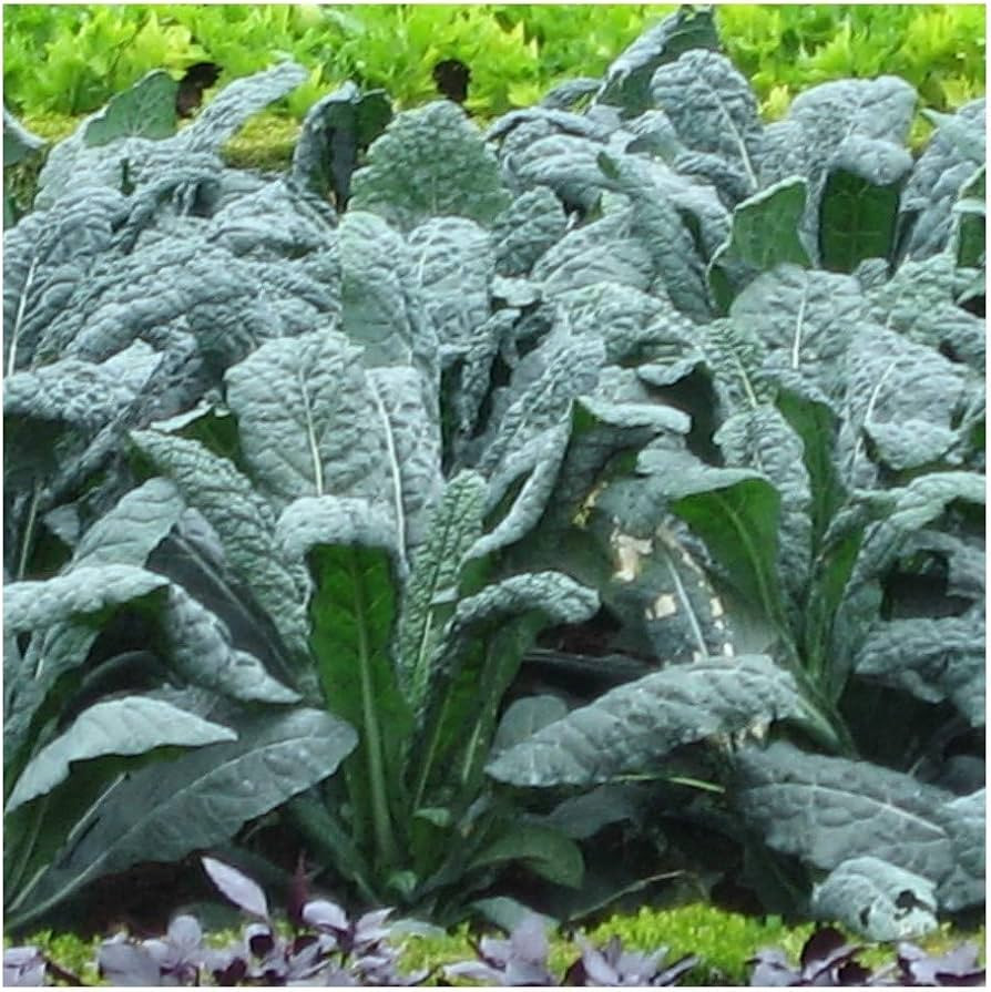 PREMIER SEEDS DIRECT - Kale Seeds - Borecole - Nero DI Toscana - Black Tuscan - 500 Seeds (Organi... | Amazon (UK)