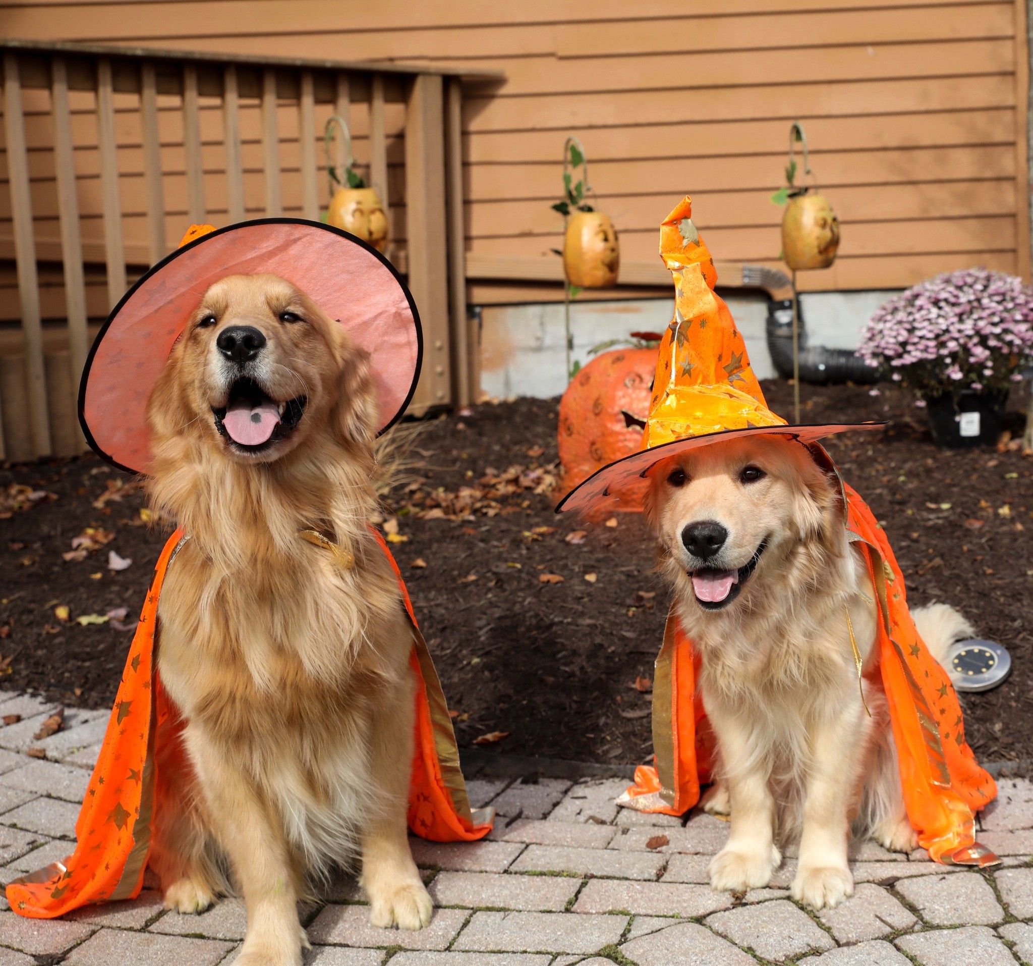 These adorable witch costumes!🧹

#LTKHalloween #LTKHoliday #LTKSeasonal