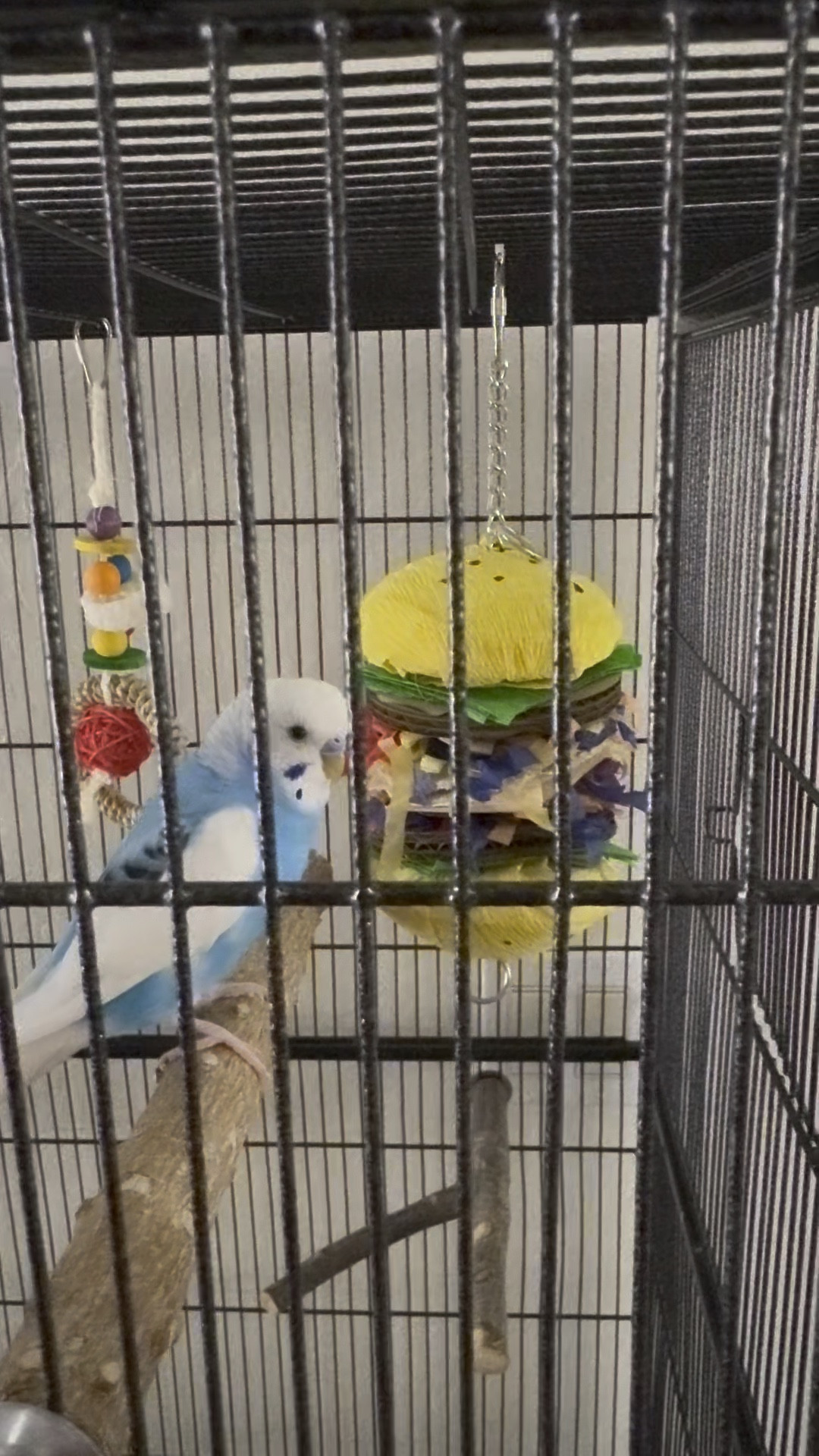 Kiko got some new toys, also… he loves my phone 😆

#LTKvlog #LTKdayinmylife #LTKHome