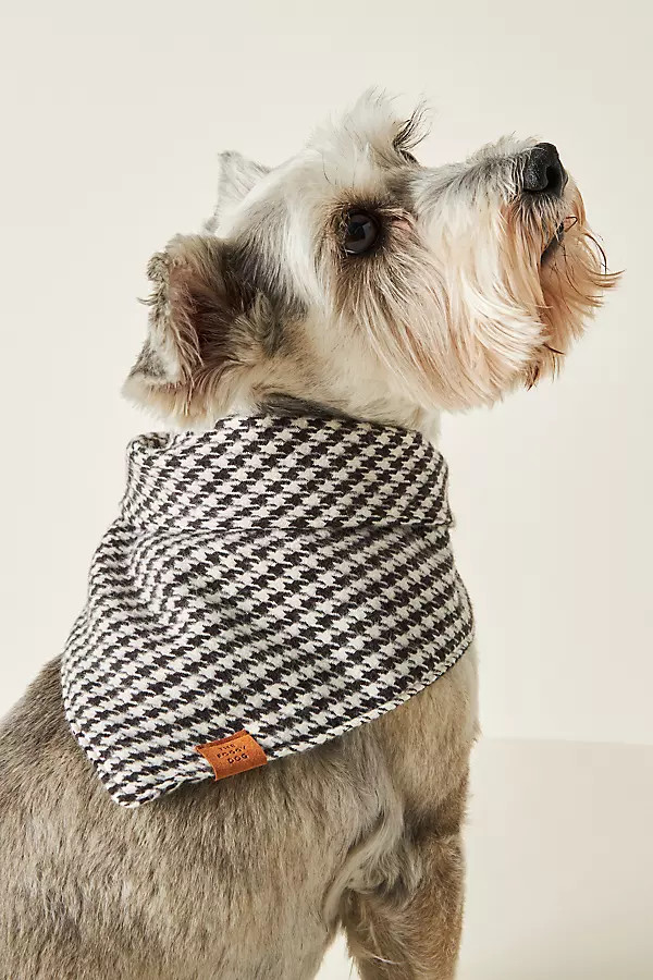 The Foggy Dog Fall Bandana By The Foggy Dog in Assorted Size L | Anthropologie (US)