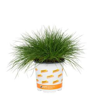 Vigoro 2.5 Qt. Green Elijah Blue Fescue Perennial Perennial Plant 69195 - The Home Depot | The Home Depot