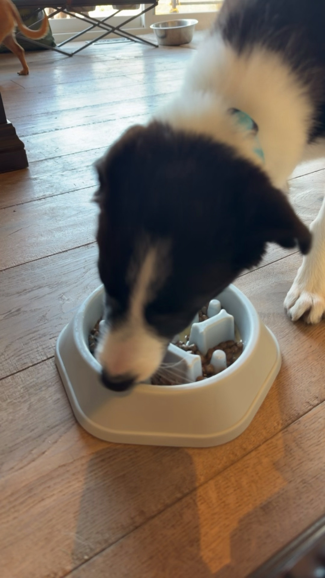 Dog mom 
Slow feeder
Amazon finds 

#LTKSaleAlert