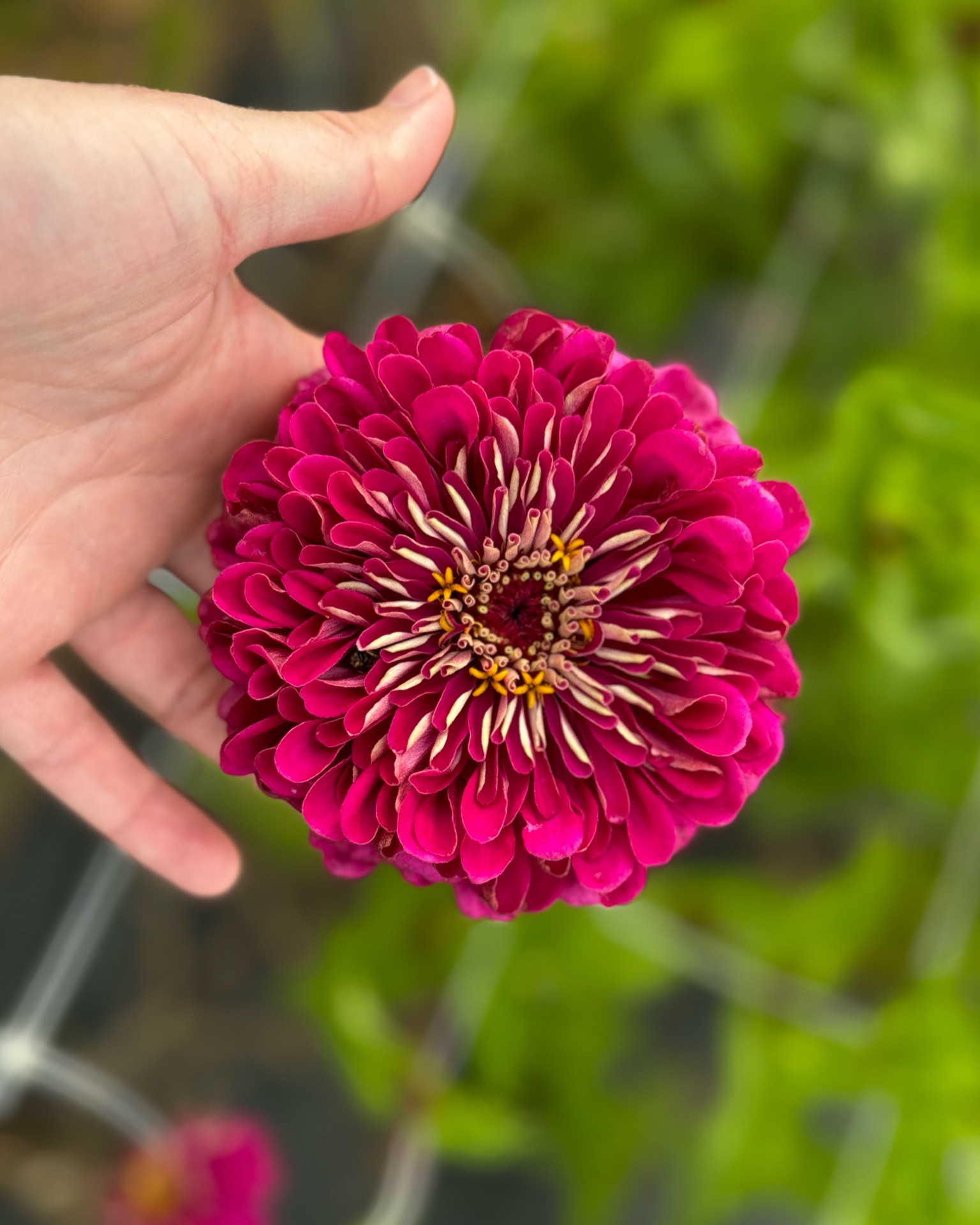 Double zinnias #familygarden #LTKhome #flowers #flowergarden