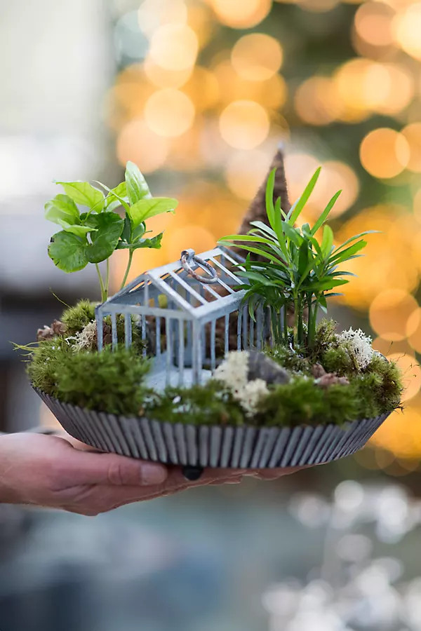 Habit & Form Tart Plant Tray, Distressed | Anthropologie (US)