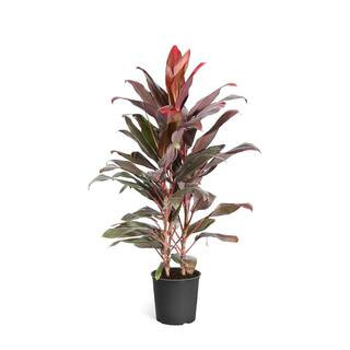 Brighter Blooms 3 Gal. Cordyline Florica Plant COR-FLO3 - The Home Depot | The Home Depot