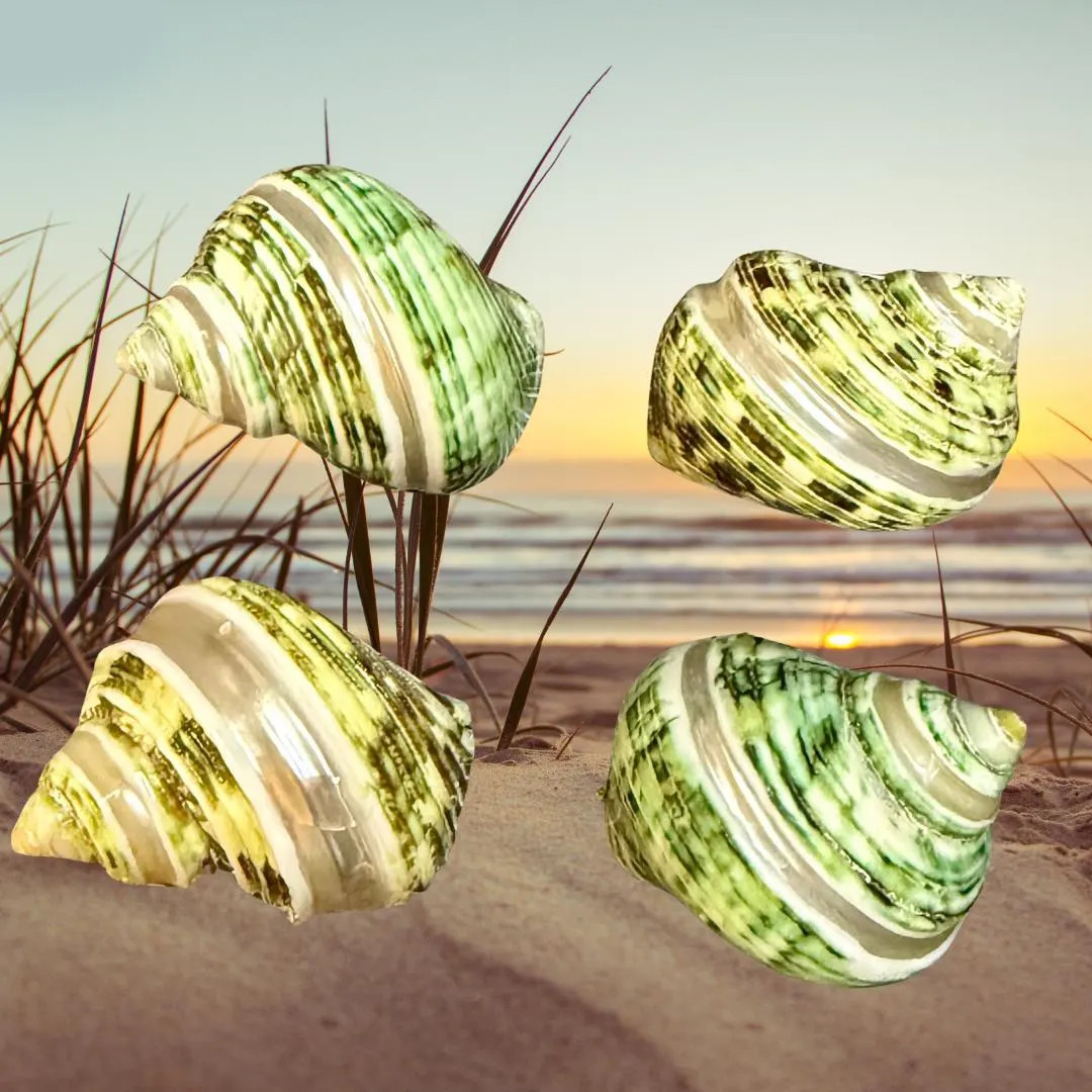 Polished Green Banded Turbo Hermit Crab Shell Bundle - 4 Pack - Etsy | Etsy (US)