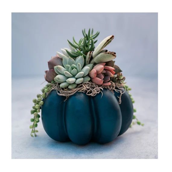Medium Navy Blue Succulent Pumpkin | Fall Gift for Housewarming & Hosts | Autumn Table Decor | Etsy (US)