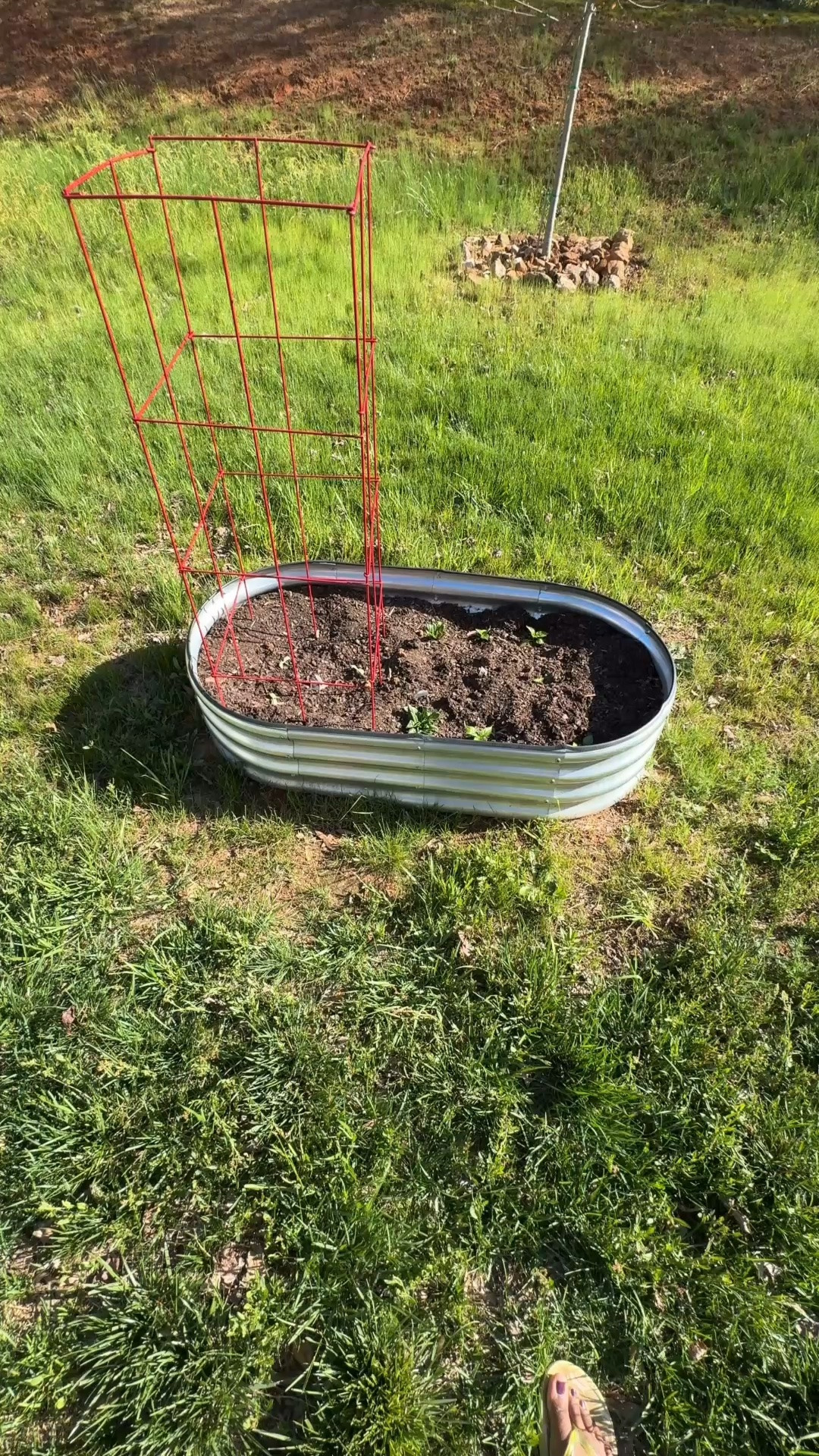 I got these tomato cages for my garden and have been using them in different ways - as a cucumber trellis, a tomato cage, and for staking up squash plants. It's so versatile. 
#homegardening 

 #LTKSeasonal #LTKHome