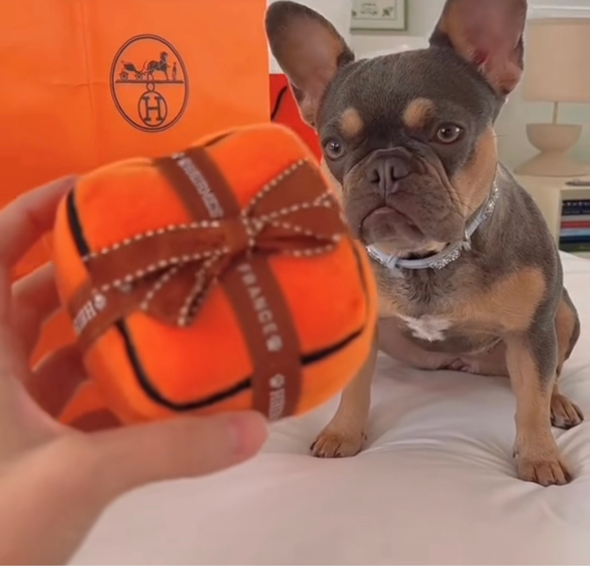 Dog Diggin Designs Runway Pup Collection | Unique Squeaky Plush Dog Toys –  High Heel Essentials