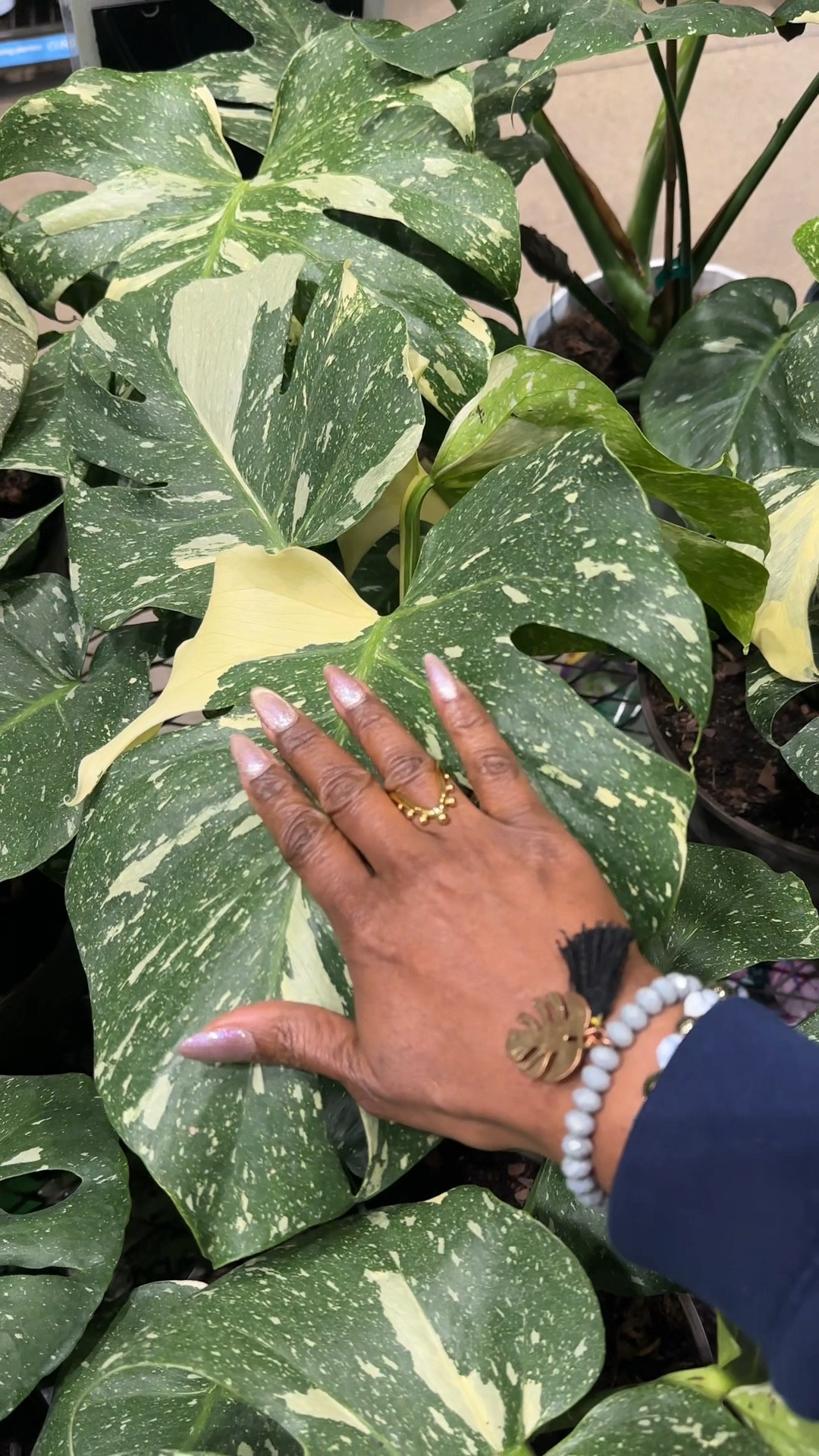 New Day, New Plant Find! 

It’s official. Me and @lowes go together now. 🫶🏾🪴😅

I love visiting my surrounding Lowe’s to see what’s new. This stop did not disappoint. I saw a smaller, 2.5 gallon Monstera Thai Con that’s super cute. 
When you’re feeling down, buy a plant or three. 🫶🏾🪴

#LTKHome #LTKvlog #LTKSeasonal