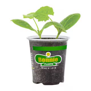 19 oz. Black Beauty Zucchini Plant | The Home Depot