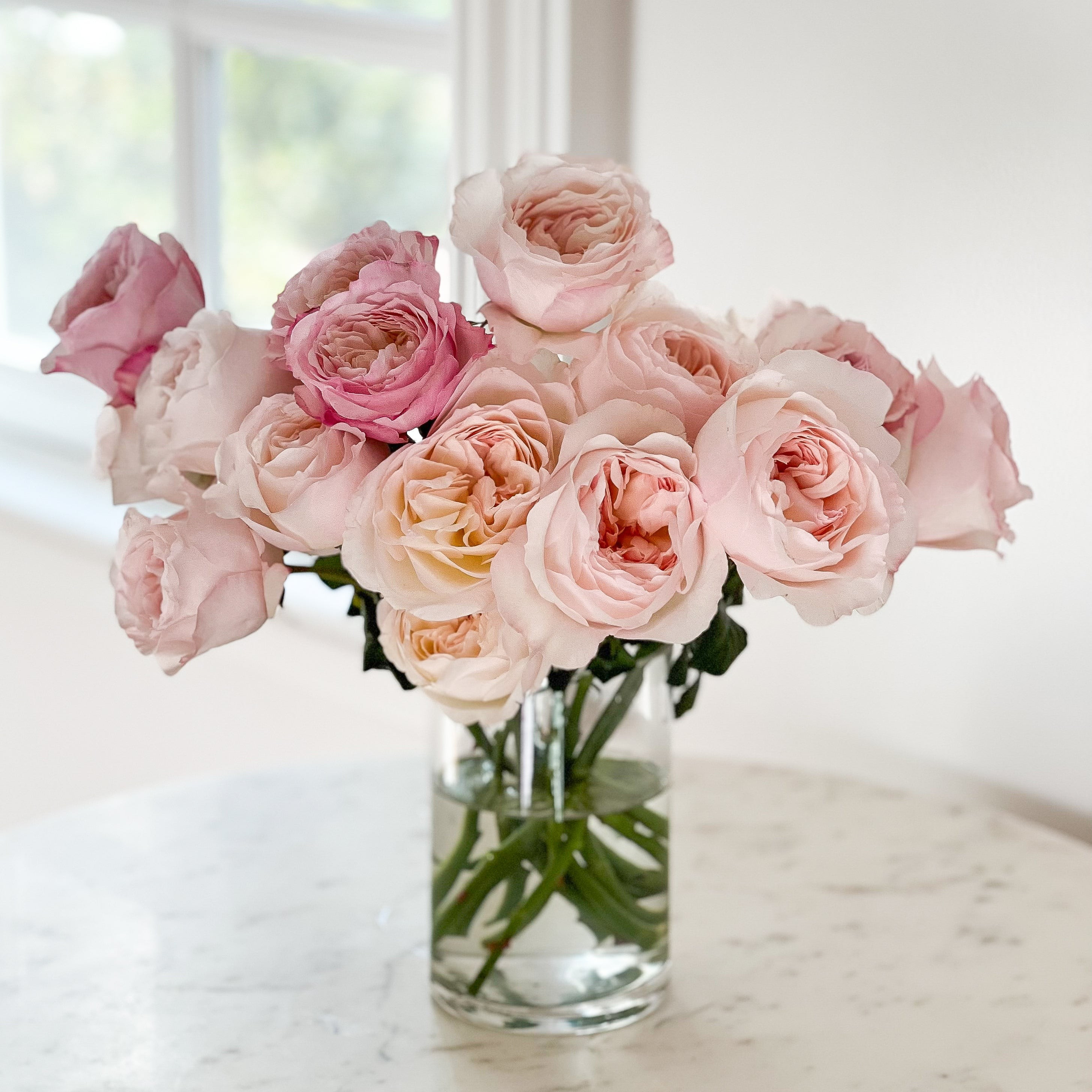 Kiera | grace rose farm