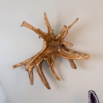 Teak Root Wall Decor - Spider | Wayfair North America